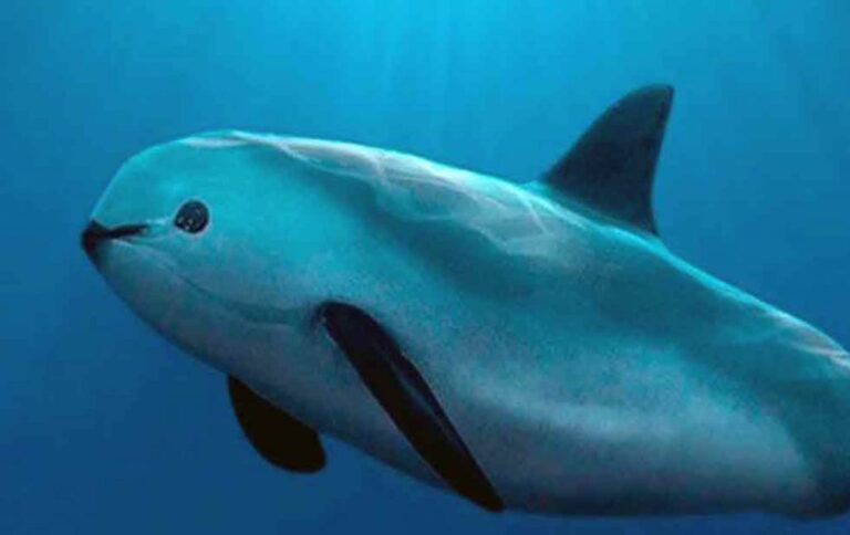 La Vaquita